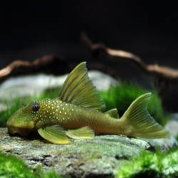L200 BARYANCISTRUS DEMANTOIDES / PLECO GREEN PHANTOM /HEMIANCISTRUS SUBVIRIDIS