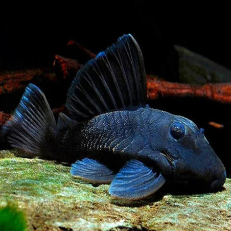 L239 BARYANCISTRUS BEGGINI / BLUE PANAQUE