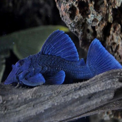 L239 BARYANCISTRUS BEGGINI / BLUE PANAQUE