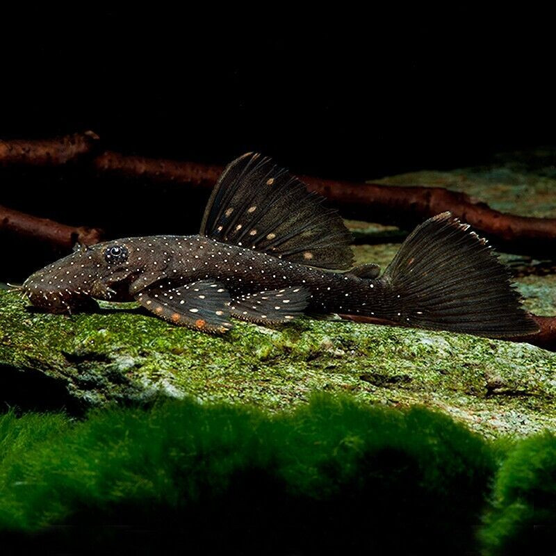 L59 ANCISTRUS HOPLOGENYS YELLOW SPOTS 3 cms