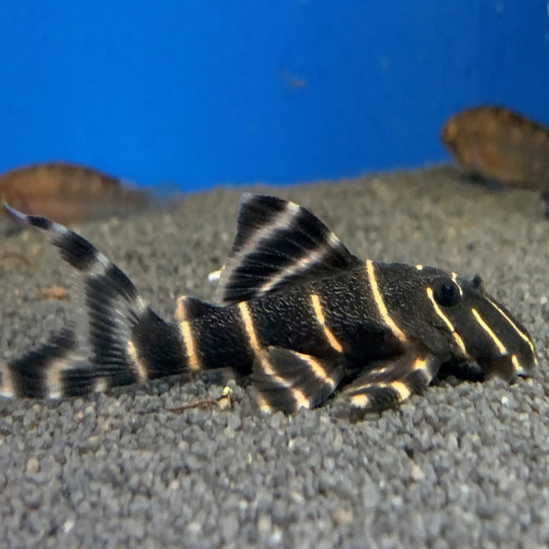 L204 PANAQOLUS ALBIVERMIS / FLASH PLECO