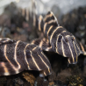 L204 PANAQOLUS ALBIVERMIS / FLASH PLECO