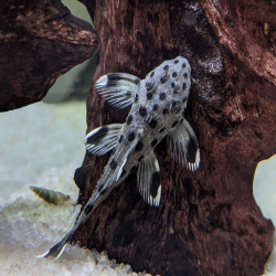 L264 LEPORACANTHICUS JOSELIMAI / PLECO SULTAN