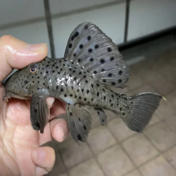 L264 LEPORACANTHICUS JOSELIMAI / PLECO SULTAN