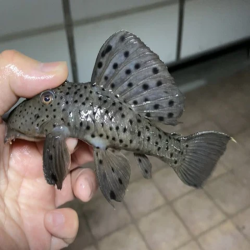 PLECO SULTAN / L264 LEPORACANTHICUS JOSELIMAI