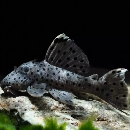 L264 LEPORACANTHICUS JOSELIMAI / PLECO SULTAN