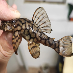 L519 ANCISTRUS KIEFFNER II  / RIO ITENEZ