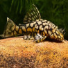 L519 ANCISTRUS KIEFFNER II  / RIO ITENEZ  2-3CMS