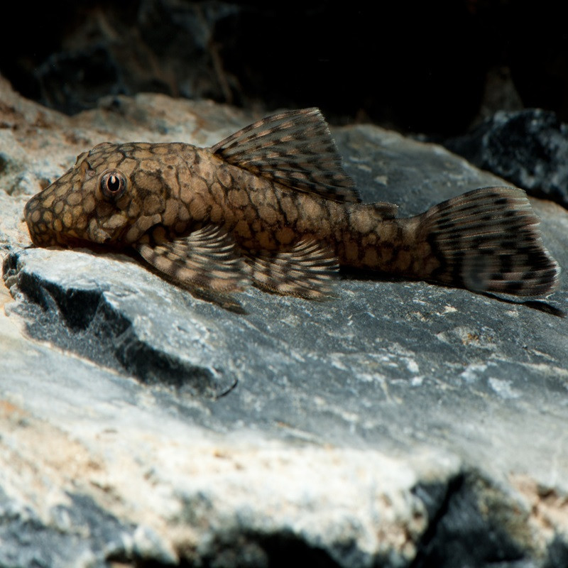 L89 ANCISTRUS HONEYCOMB / WABENMUSTER 3-4 cms