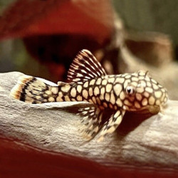 L89 ANCISTRUS HONEYCOMB / WABENMUSTER