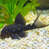 LDA031 PANAQOLUS ALBOMACULATUS /  MUSTARD SPOT PLECO 7-8 cms