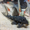 LDA031 PANAQOLUS ALBOMACULATUS /  MUSTARD SPOT PLECO 7-8 cms