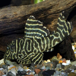 L333 HYPANCISTRUS  PORTO DE MOZ