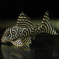 L333 HYPANCISTRUS  PORTO DE MOZ