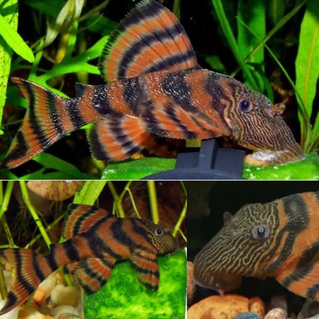 L397 PANAQOLUS / ALENQUER TIGER PLECO