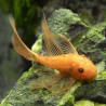 ANCISTRUS SP RED LONG FIN / LONG VOILE 3-4 cms
