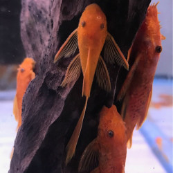 ANCISTRUS SP RED LONG FIN / LONG VOILE