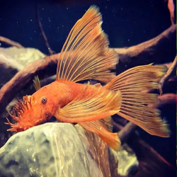 ANCISTRUS SUPER RED LONG FIN / LONG VOILE