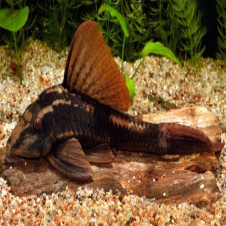 L310 LDA051 HYPOSTOMUS COCHLIODON /  RUSTY PLECO BASILISKO