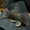 L30 L016 L315 OLIGANCISTRUS PUNCTATISSIMUS / PEPPERMINT PLECO