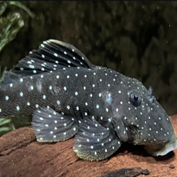 L30 L016 L315 OLIGANCISTRUS PUNCTATISSIMUS / PEPPERMINT PLECO