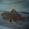 L30 L016 L315 OLIGANCISTRUS PUNCTATISSIMUS / PEPPERMINT PLECO