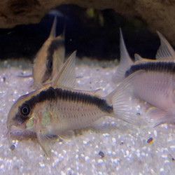 CORYDORAS ARCUATUS / BROCHIS ARCUATUS