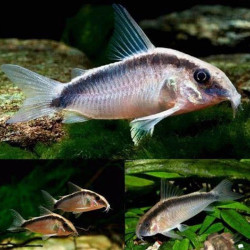 CORYDORAS ARCUATUS / BROCHIS ARCUATUS
