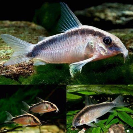 CORYDORAS ARCUATUS / BROCHIS ARCUATUS