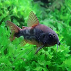 CORYDORAS BLACK VENEZUELA