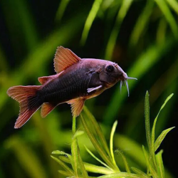 CORYDORAS BLACK VENEZUELA