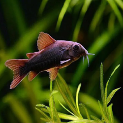 CORYDORAS BLACK VENEZUELA 3cms