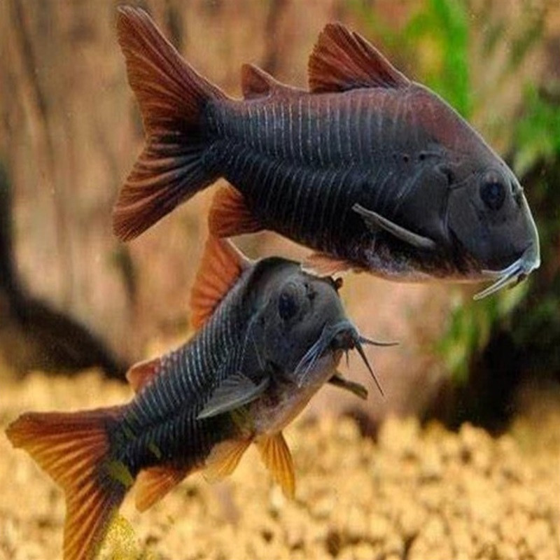 CORYDORAS BLACK VENEZUELA 3cms