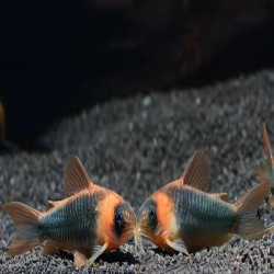 CORYDORAS EQUES