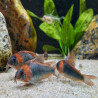 CORYDORAS EQUES XL/sauvage