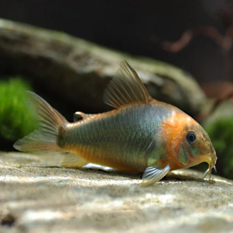 CORYDORAS EQUES XL/sauvage