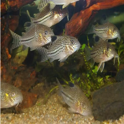 CORYDORAS LEOPARD / FAUX JULII