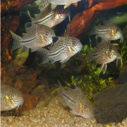 CORYDORAS LEOPARD FAUX JULII 2-3cms