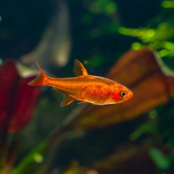 HYPHESSOBRYCON AMANDAE / TETRA AMANDAE / TETRA ETINCELLE / TETRA AMANDE