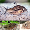 CORYDORAS LEOPARD FAUX JULII 2-3cms