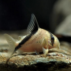 CORYDORAS MELINI / HOPLISOMA MELINI
