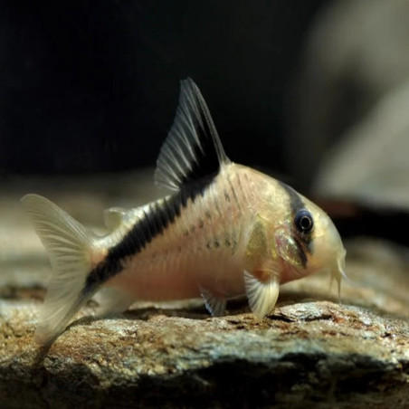 CORYDORAS MELINI / HOPLISOMA MELINI