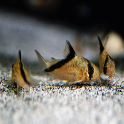 CORYDORAS MELINI / HOPLISOMA MELINI