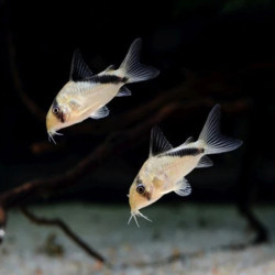 CORYDORAS MELINI / HOPLISOMA MELINI