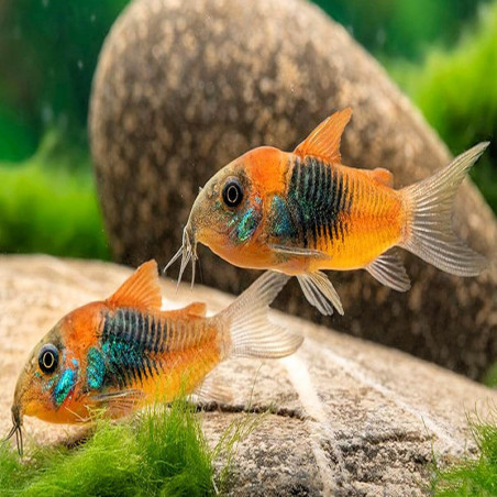 CORYDORAS ORANGE VENEZUELA 2-3cms