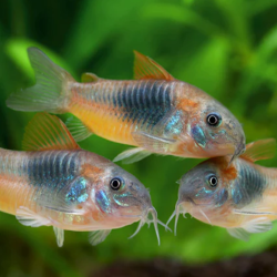 CORYDORAS ORANGE VENEZUELA