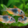 CORYDORAS ORANGE VENEZUELA 2-3cms