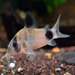 CORYDORAS PANDA